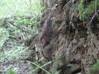 &copy; Zierfischfreunde Immenhausen-Holzhausen